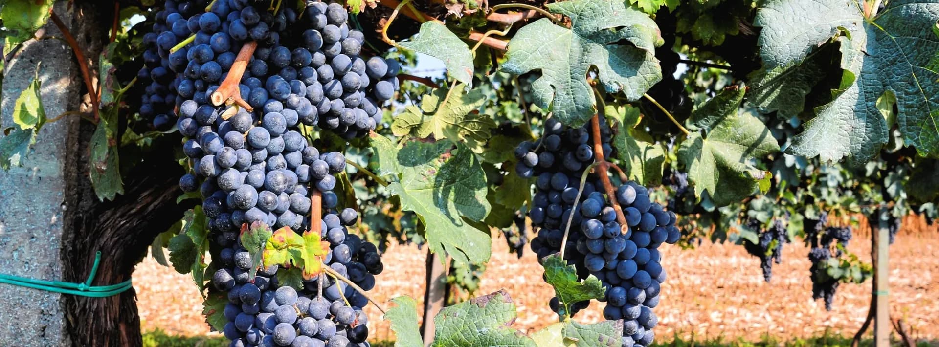 detail of red grapes on a vine with bright sun shining on them