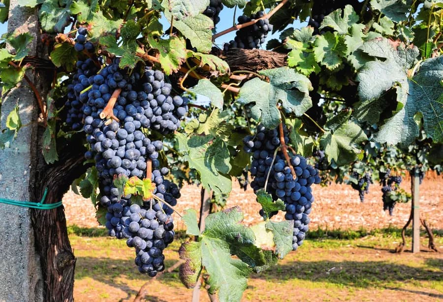 detail of red grapes on a vine with bright sun shining on them