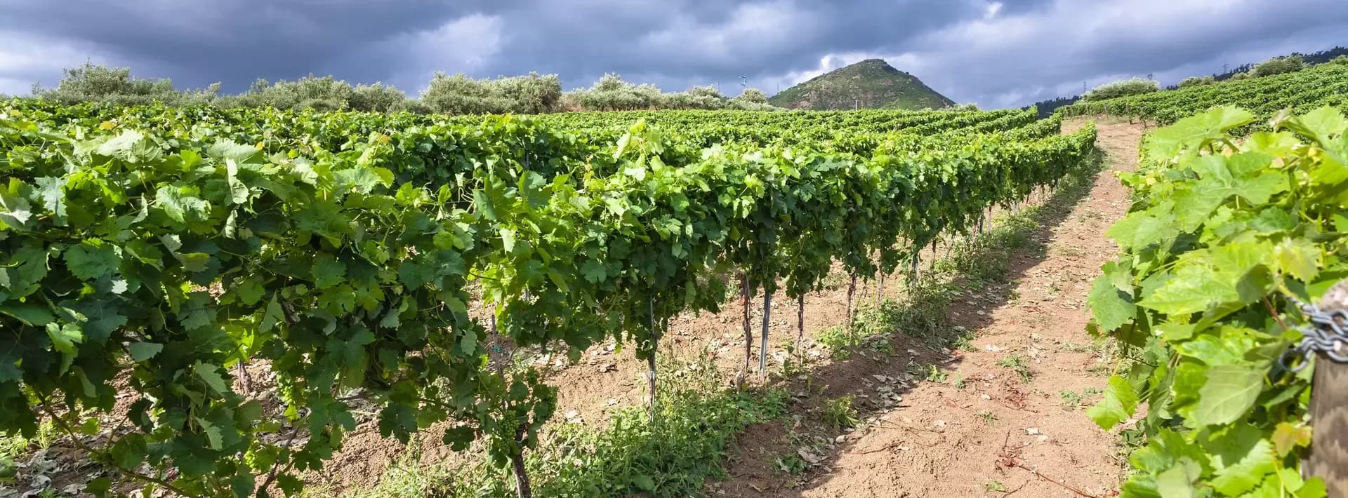 Visit to Planeta Winery